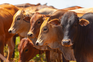 novilhos da raça Bonsmara no pasto