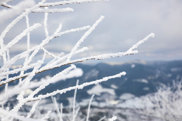 Closeup view of bush covered with hoarfrost on winter morning