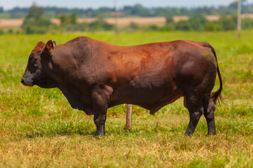 touro reprodutor da raça Bonsmara no pasto