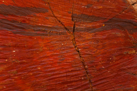 textura de uma trinca no tronco de &aacute;rvore vermelha