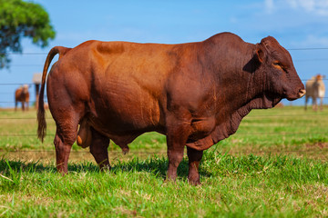 touro reprodutor da raça Bonsmara no pasto