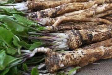 Fresh, dug-out horseradish