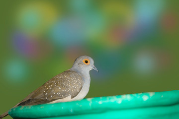 close up of spotted dove in a house
