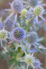 Purple and white thistle flowers.