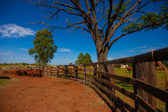 &aacute;rvore no curral da fazenda de gado Bonsmara 