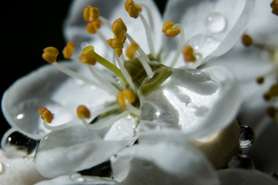 stamens of spring ans samall flowers of azerole
