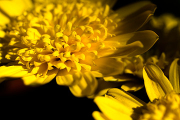 close up chalice of daisy