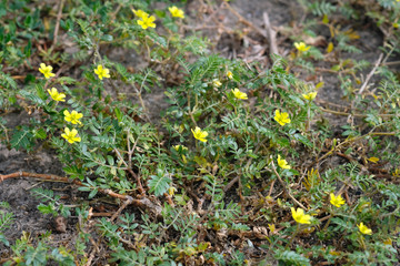 Medicinal plant Tribulus during flowering. Anchors creeping on the ground. Weeds in the garden close-up.