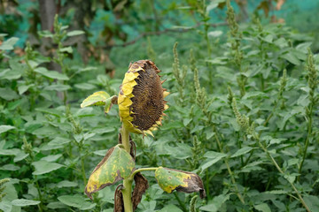 Dry sunflower on a background of tall grass. Ripened sunflower without seeds in the fall.