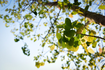 Green Bo leaf with Sunlight  in the morning, Bo tree  representing Buddhism in thailand.