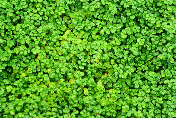 plant background - leaves of soleirolia plant