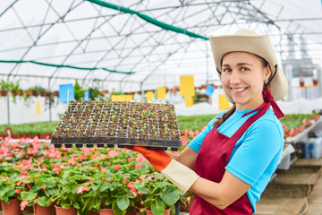 smiling woman worker in a greenhouse holds tray with seedlings