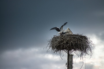 Stork family in the nest on storm sky background