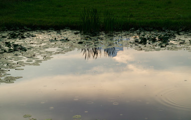 Old rustic pond with reeds and water lilies.