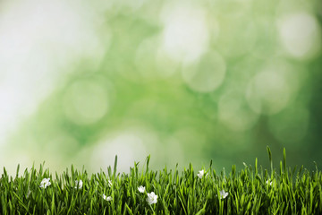 Fresh green grass and white flowers on blurred background, space for text. Spring season
