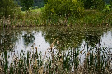 Old rustic pond with reeds and water lilies.