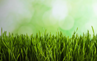 Fototapeta na wymiar Fresh spring grass on blurred background, space for text