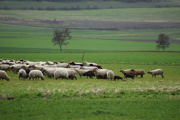 Schaafherde in Thürer Wiesen