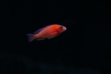 Obraz premium dark backdrop with aquarium fish