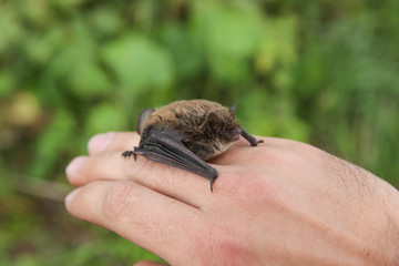 little bat mouse on green nature background