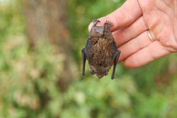 little bat mouse on green nature background