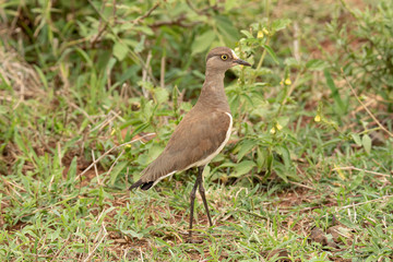 Senegal lapwing posing in the grass