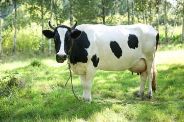 Fototapeta na wymiar cow grazes in a meadow in summer on a sunny day