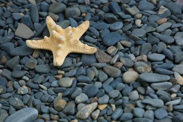 starfish on the background of smooth sea stones