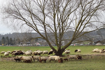 Schaafherde in Thürer Wiesen