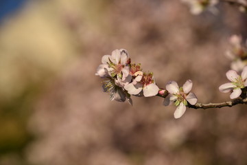 Almond Blossom almond blossom flower, background, tree, pattern, nature,