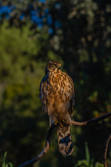 Young Northern goshawk, Accipiter gentilis, wildlife scenery, Spain