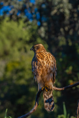Young Northern goshawk, Accipiter gentilis, wildlife scenery, Spain