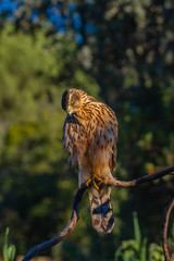 Young Northern goshawk, Accipiter gentilis, wildlife scenery, Spain