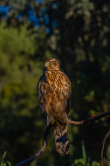 Young Northern goshawk, Accipiter gentilis, wildlife scenery, Spain