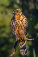 Young Northern goshawk, Accipiter gentilis, wildlife scenery, Spain