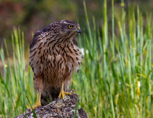 Young Northern goshawk, Accipiter gentilis, wildlife scenery, Spain