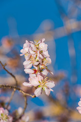 Almond Blossom almond blossom flower, background, tree, pattern, nature,