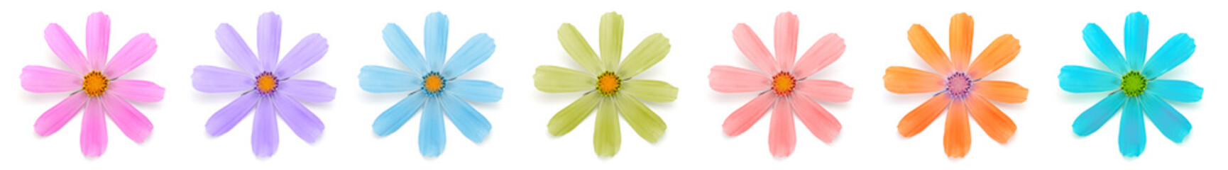 Color Chamomile flower on white background.