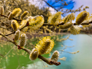 Fototapeta premium White willow, in the Aspromonte national park.