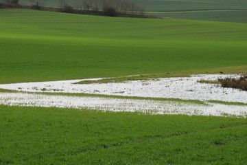 Sumpflandschaft in den Thürer Wiesen