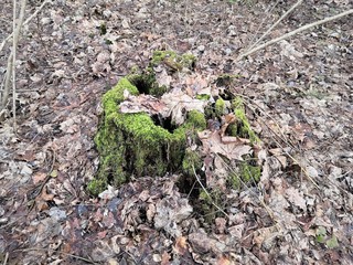 moss on rocks