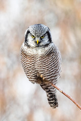 A perching Northern hawk owl 