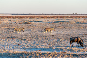 Blue wildebeest - Connochaetes taurinus- and Burchell's Plains zebra -Equus quagga burchelli-walking on the plains of Etosha around sunset. Etosha National Park, Namibia.