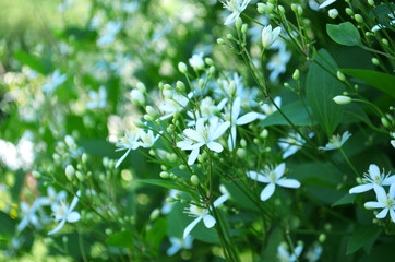 White spring flowers on a tree branch on a green background. Background spring flowering