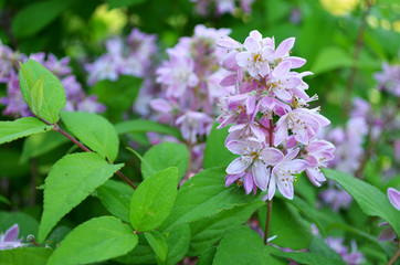 Beautiful white and pink fresh flowers on a branch with green leaves.