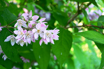 Beautiful white and pink fresh flowers on a branch with green leaves.