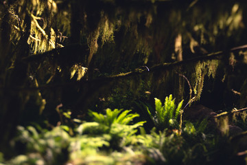 understory ferns