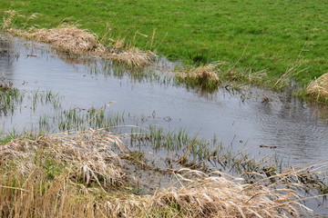 Sumpflandschaft in den Thürer Wiesen