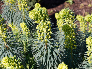 (Euphorbia Characias) Feuillage décoratif vert glauque et argenté sur tige avec floraison de...