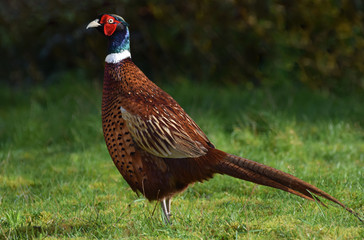 Male Pheasant